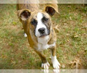 American Staffordshire Terrier-Labrador Retriever Mix Dogs for adoption in Tallahassee, FL, USA