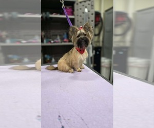 Pomeranian-Unknown Mix Dogs for adoption in Coralville, IA, USA