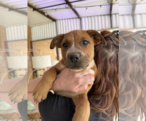 Mutt Dogs for adoption in Fort Collins, CO, USA