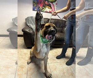 Mastiff Dogs for adoption in Goodyear, AZ, USA