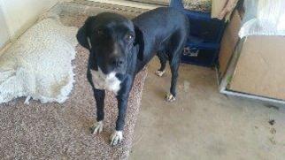 Lab-Pointer Dogs for adoption in Claremore, OK, USA
