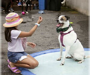 Boxer-Unknown Mix Dogs for adoption in Westwood, NJ, USA