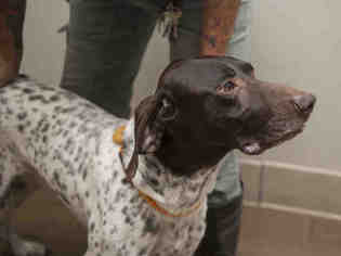 Pointer Dogs for adoption in Ojai, CA, USA