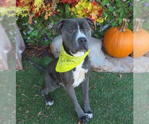American Pit Bull Terrier Dogs for adoption in Oklahoma City, OK, USA