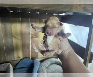 Labrador Retriever-Unknown Mix Dogs for adoption in Houston, TX, USA