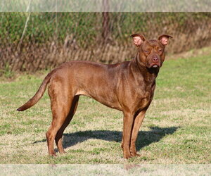 American Pit Bull Terrier-Unknown Mix Dogs for adoption in Grovetown, GA, USA