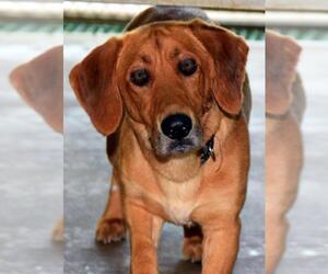 Basset Retriever Dogs for adoption in Deepwater, NJ, USA