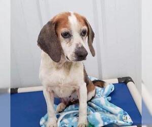Beagle Dogs for adoption in Minneapolis, MN, USA
