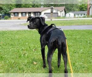 Pointer-Whippet Mix Dogs for adoption in Rochester, NY, USA
