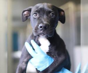 American Staffordshire Terrier-Unknown Mix Dogs for adoption in San Antonio, TX, USA