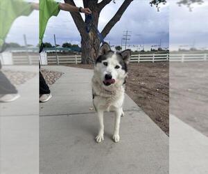 Siberian Husky Dogs for adoption in Fort Collins, CO, USA