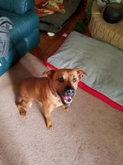 Mutt Dogs for adoption in Centerburg, OH, USA