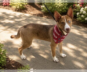 Siberian Husky-Unknown Mix Dogs for adoption in Raleigh, NC, USA