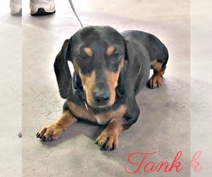 Dachshund Dogs for adoption in Cushing, OK, USA