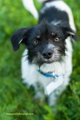 Medium Photo #1 Mutt Puppy For Sale in Eden Prairie, MN, USA