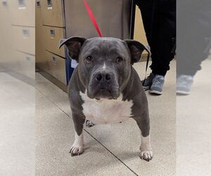 Mutt Dogs for adoption in Riverside, CA, USA