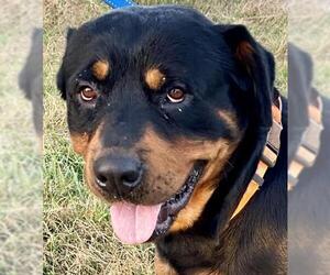 Rottweiler Dogs for adoption in Crossville, TN, USA