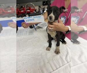 American Pit Bull Terrier-Unknown Mix Dogs for adoption in Riverside, CA, USA