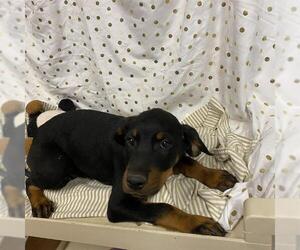 Plott Hound-Unknown Mix Dogs for adoption in Modesto, CA, USA