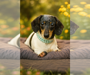 Dachshund Dogs for adoption in Gulfport, MI, USA