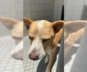 American Pit Bull Terrier-Unknown Mix Dogs for adoption in Corpus Christi, TX, USA