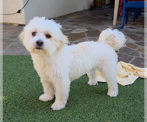 Maltese Dogs for adoption in Mission Viejo, CA, USA
