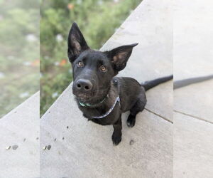 Mutt Dogs for adoption in Sandy, UT, USA