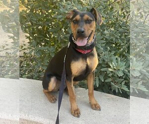 Doberman Pinscher-Labrador Retriever Mix Dogs for adoption in San Diego, CA, USA