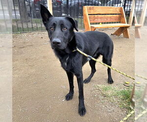 Medium Photo #2 German Shepherd Dog-Unknown Mix Puppy For Sale in Long Beach, CA, USA
