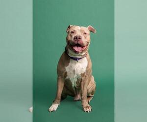 American Staffordshire Terrier Dogs for adoption in Fort Lauderdale, FL, USA