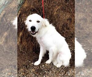 Great Pyrenees Dogs for adoption in Royse City , TX, USA