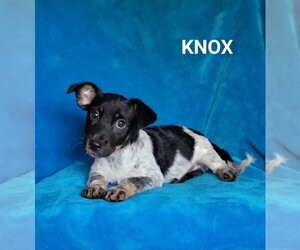 Dachshund-Unknown Mix Dogs for adoption in Newark, DE, USA