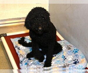 Poodle (Standard) Dogs for adoption in West Valley, UT, USA