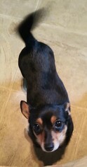 Chiweenie Dogs for adoption in Baileyton, AL, USA