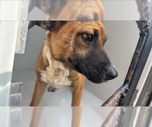 Mutt Dogs for adoption in Houston, TX, USA