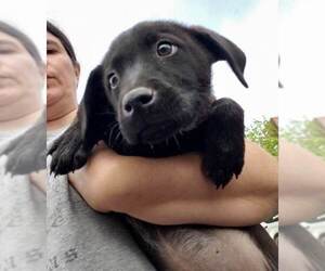 Sheprador Dogs for adoption in Aurora, IN, USA