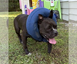 American Bulldog-Unknown Mix Dogs for adoption in Virginia Beach, VA, USA