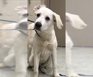 Labrador Retriever Dogs for adoption in Conroe, TX, USA