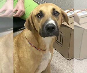 Mutt Dogs for adoption in Canton, CT, USA