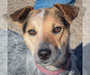 Mutt Dogs for adoption in Huntley, IL, USA