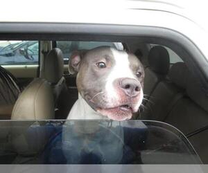 American Pit Bull Terrier-Unknown Mix Dogs for adoption in Ocala, FL, USA