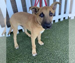 German Shepherd Dog-Unknown Mix Dogs for adoption in Modesto, CA, USA