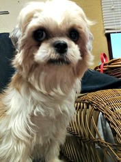 Shih Tzu Dogs for adoption in Pacolet, SC, USA