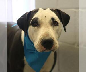 American Staffordshire Terrier-Unknown Mix Dogs for adoption in San Antonio, TX, USA