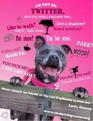 Staffordshire Bull Terrier Dogs for adoption in Red Lion, PA, USA