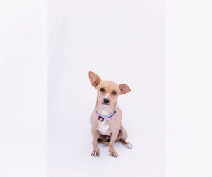 Jack Chi Dogs for adoption in Princeton, MN, USA