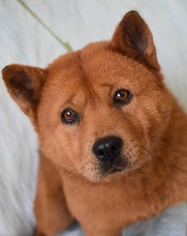 View Ad Chow Chow Shiba Inu Mix Dog For Adoption Near California