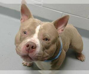 American Pit Bull Terrier-Unknown Mix Dogs for adoption in St. Cloud, FL, USA
