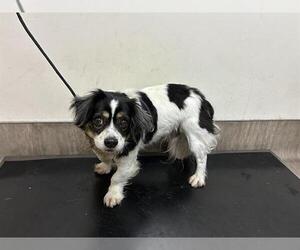 Cocker Spaniel Dogs for adoption in Pasadena, CA, USA