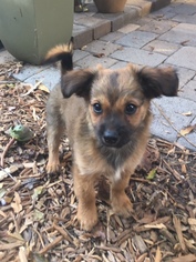 Chiranian Dogs for adoption in Rancho Santa Margarita, CA, USA